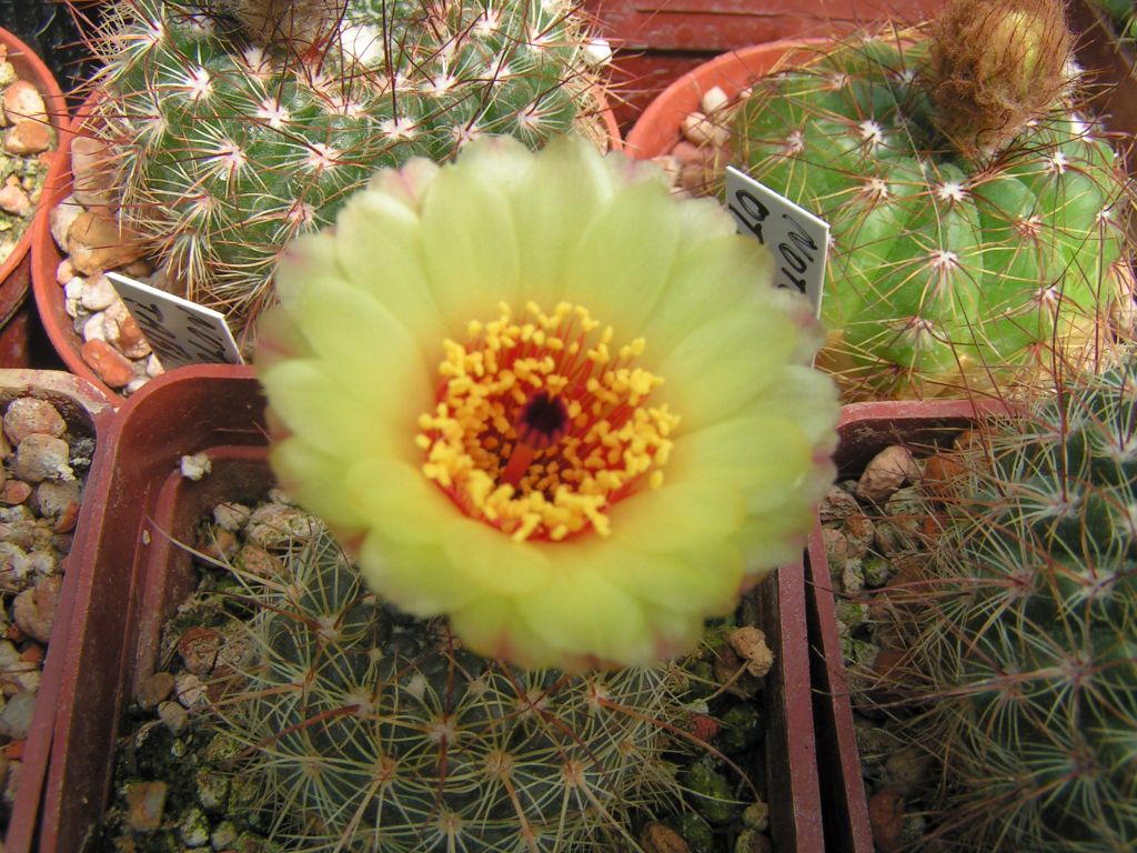 Notocactus gibberulus